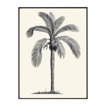 South American Palm Art Print - A4 297X210 Mm