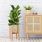 Fiddle Leaf Fig - Medium - In 20CM Fundo Palm Leaf Basket Excl. Stand