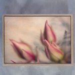 Blushing Bride 2 Art Print - 100CM X 150CM Framed Canvas With Natural Wood Frame