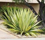 Furcraea Foetida 20LT