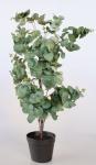 Eucalyptus In Pot – 80X40CM