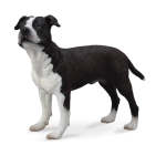 - American Staffordshire Terrior
