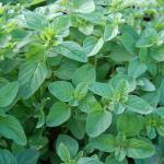 Origanum Herb 500G And 1KG Dried