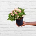 Calandiva - Orange Flowers - 15CM Nursery Pot No Flowers