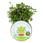 Swiss Chard Microgreen Kit