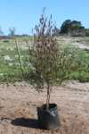 Dodonaea Augustifolia “purpurea” Tree 50LT