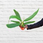 Philodendron Lynette Campii - 12CM Nursery Pot