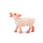 Farm Piglet