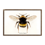 Bombus Magnus Art Print - A3