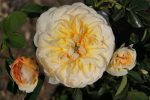 Port Sunlight Auslofty Rose 5LT