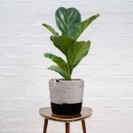 Fiddle Leaf Fig - Medium - In Black & White Liquorice Mia Melange Planter