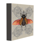 Arthropods Rhino Beetle Art Print - 60CM X 60CM Stretched Canvas