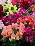 Antirrhinum Snapdragon Twinny Formula F1 Mix Seed - 500 Raw Seed