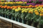 Marigold F1 Taishan Mix Seed - 500 De-tailed Seed