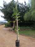 Celtis Africana 20LT White Stinkwood