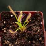 Sundew Drosera Capensis - All Green. Small To Medium Plant. 7.5CM Plastic Container.