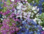 Lobelia String Of Pearls Mix Seed - 1 G Raw Seed