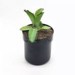 Lockable Iron Flower Pot Storage Canister Password Safe MINI Money Box