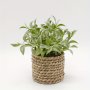1pc Artificial Green Plant Potted Plant Indoor And Outdoor Home Decoration Grass Woven Rope Mini Potted Plant