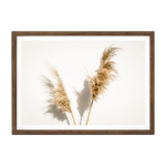 Pampas Grass V Art Print - A4