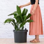 Cast Iron Plant - Extra Large - 40CM Nursery Pot