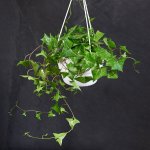 Natal Ivy - In 20CM Hanging Nursery Pot Green And White Leaves