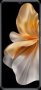 Oukitel C38 - 4G Smartphone 6.6 6GB RAM 256GB Rom 48MP