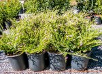 Click & Plant Online Nursery