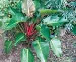 Philodendron Erubescens Imperial Red Seedlings - 3 Plug Plants