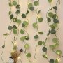 1pc Artificial Eucalyptus Vine String Lights Flower Plant Fairy Light Vine Light String For Valentine's Day Wedding Christmas Home Party Garden Indoor Decoration Craft