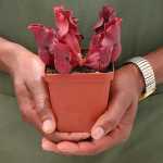 Trumpet Pitcher Sarracenia Zintile - Small To Medium Plant. 7.5CM Plastic Container.