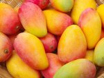 Mango Concentrate - 10ML