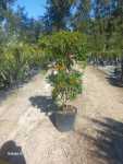 Tecomaria Capensis Honeysuckle 20LT