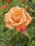 Our Lady Of Fatima Rose 5LT