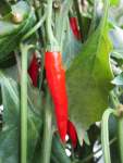 Capsicum Uyababa - Chili Seed - 500 Raw Seed