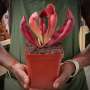 Trumpet Pitcher Sarracenia 'ntombi' - Medium To Large Plant. 12CM Plastic Container.