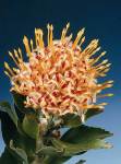 Leucospermum Veldfire Pincushion 15CM Pot