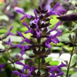 Salvia Guaranitica ‘purple And Bloom’ 19CM Pot