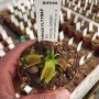 Venus Fly Trap 'B52.' Special Import. - 2 Year Old Plant. 7.5CM Plastic Container.