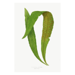 Gathering Green 10 Art Print