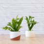 GREE N Flame Fern - In Cream Daxi Planter