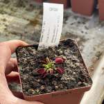 Venus Fly Trap 'rouge Sombre.' Special Import. - Dormant Plant. 7.5CM Plastic Container.