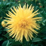 Dahlia Cactus – “gillian” Bulbs