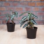 Elephants Ear - Polly - 14CM Nursery Pot