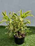 Dracaena Song Of India 15CM Pot