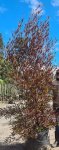 Dodonaea Augustifolia “purpurea” Tree 70LT