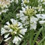 Agapanthus Bingo White Var. WP001 Pbr 15CM