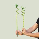 Lucky Bamboo - Large 60CM Tall
