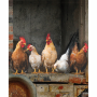 Tear Resistant Deco Print Chickens
