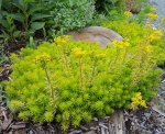 Sedum ‘angelina’ 9CM Pot